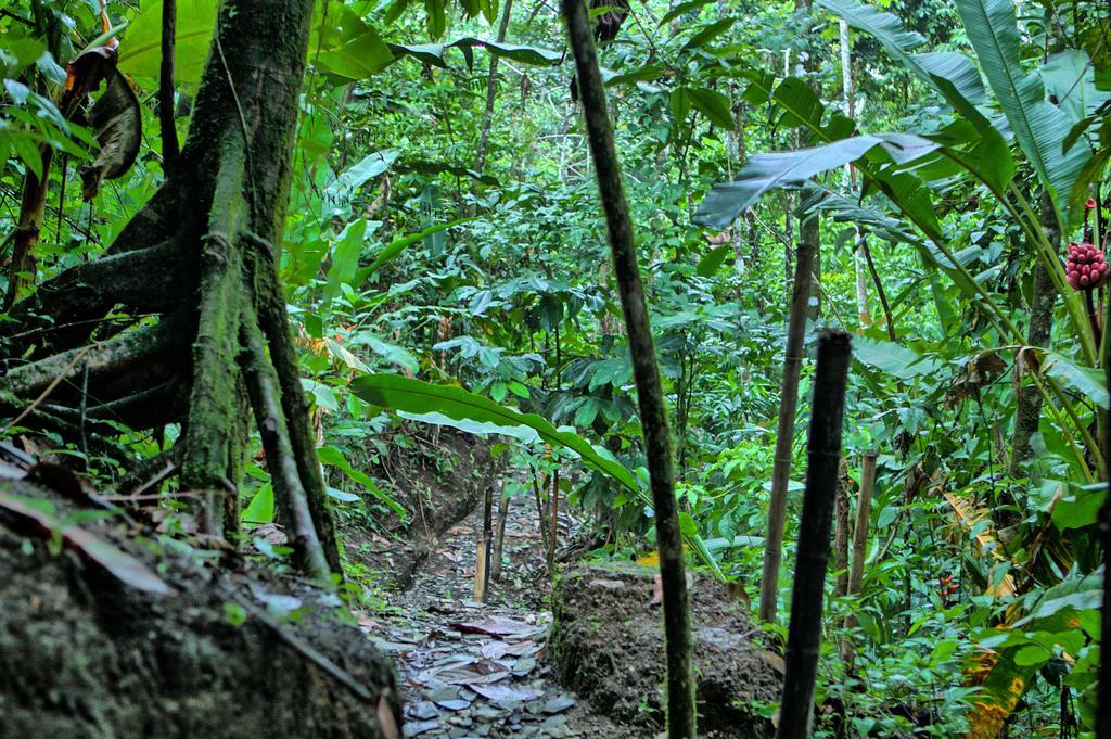 Hotel Mountain Paradise La Fortuna Eksteriør billede